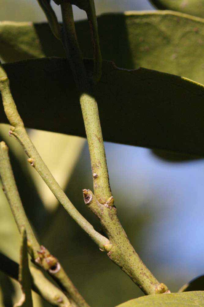              First year twig (Riverside, CA)       